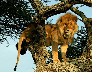 Lion